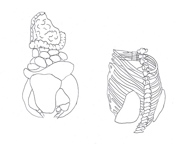 Alien Anatomy Drawing 2